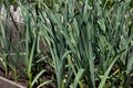 Rows of green garlic Royalty Free Stock Photo