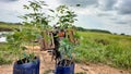 Photo of the rubber tree planting process