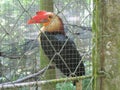 Photo of the Rufous Hornbill Buceros Hydrocorax or the Philippine Hornbill Royalty Free Stock Photo