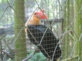 Photo of the Rufous Hornbill Buceros Hydrocorax or the Philippine Hornbill