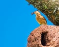 Rufous Hornero brazilian bird - Joao-de-barro brazilian bird on the nest with insects in the beak