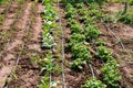 Photo of a rural vegetable garden with beds of growing potatoes and cabbage. Hoses for irrigation are laid between the beds Royalty Free Stock Photo