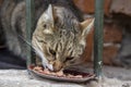 Photo of sad street cat eating food in a hiding place. Royalty Free Stock Photo