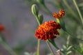 photo of Saffron marigold flowers in bloom in the garden, india Royalty Free Stock Photo