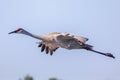 Photo of a sandhill crane flying over Myakka River State Park Royalty Free Stock Photo
