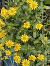 Sanvitalia Tequila, Creeping Zinnia or Mexican Zinnia Plant Photo