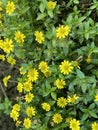 Sanvitalia Tequila, Creeping Zinnia or Mexican Zinnia Plant Photo