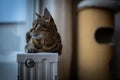 Photo of a Savannah cat Royalty Free Stock Photo