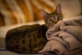 Photo of a Savannah cat Royalty Free Stock Photo
