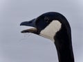 Photo of a scared Canada goose screaming