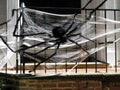 Scary Black Spider and Web