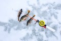 Photo scene with ice winter fishing. Caught fish perch on ice and snow near short winter fishing rod with a hook or lure on line t