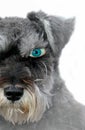 One beady open blue eyed alert dog watchful look pet Royalty Free Stock Photo