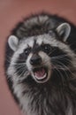 Photo of a screaming raccoon, close-up muzzle Royalty Free Stock Photo