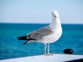 Photo of Sea Seagull Sitting, Shot from Brighton pier, England Royalty Free Stock Photo