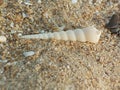 photo of sea snail shell / gastropod on beach sand Royalty Free Stock Photo