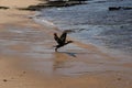 A photo of a seabird taking off from the sandy beach.