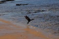 A photo of a seabird taking off from the sandy beach.