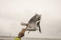 Seagull feeding time 2 Royalty Free Stock Photo