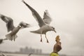 Seagull feeding time 4 Royalty Free Stock Photo