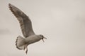 Seagull feeding time 5 Royalty Free Stock Photo