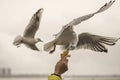 Seagull feeding time 8 Royalty Free Stock Photo