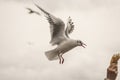 Seagull feeding time 10 Royalty Free Stock Photo