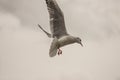 Seagull feeding time 12 Royalty Free Stock Photo