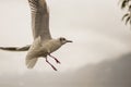 Seagull feeding time 14 Royalty Free Stock Photo