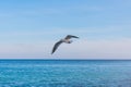 Seagull flying against the background of the sea and blue sky Royalty Free Stock Photo