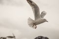 Seagull hovering 3 Royalty Free Stock Photo