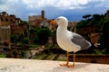 Photo with a seagull looking towards the Colosseum and the Roman Forum in Rome, Italy Royalty Free Stock Photo