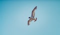 Seagulls Royalty Free Stock Photo