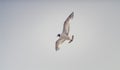 Seagulls Royalty Free Stock Photo