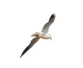 Photo of seagulls of various species in flight.Isolated on a white background. Royalty Free Stock Photo