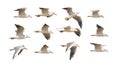Photo of seagulls of various species in flight.Isolated on a white background. Royalty Free Stock Photo