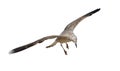 Photo of seagulls of various species in flight.Isolated on a white background. Royalty Free Stock Photo