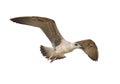 Photo of seagulls of various species in flight.Isolated on a white background. Royalty Free Stock Photo