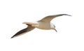 Photo of seagulls of various species in flight.Isolated on a white background. Royalty Free Stock Photo