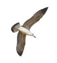 Photo of seagulls of various species in flight.Isolated on a white background. Royalty Free Stock Photo