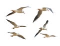 Photo of seagulls of various species in flight.Isolated on a white background. Royalty Free Stock Photo