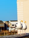 Couple Seagulls Staring off into the Disctance