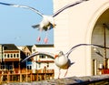 Seagull Couple Taking Off Into The Air