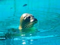 Photo of a seal taken in a zoo. Royalty Free Stock Photo