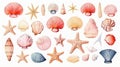 Photo of seashells and starfish on a white background Royalty Free Stock Photo