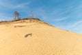 In the photo we see the desert. A sandy mountain with dried grass and trees on top. Blue sky and light white clouds. Minimalism. Royalty Free Stock Photo