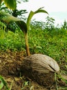 Photo of a seed of a palm tree or coconut growing on land. Royalty Free Stock Photo