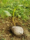 Photo of a seed of a palm tree or coconut growing on land. Royalty Free Stock Photo