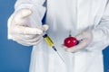 Selective focus agricultural lab worker injecting tomato with nitrates to keep it fresh, gmo. Close up Royalty Free Stock Photo