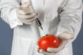 Selective focus agricultural lab worker injecting tomato with nitrates to keep it fresh, gmo. Close up Royalty Free Stock Photo